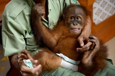Bebé orangután hallado en una maleta será devuelto a la naturaleza