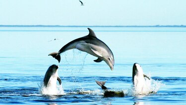 Exportan delfines a pesar de la crítica