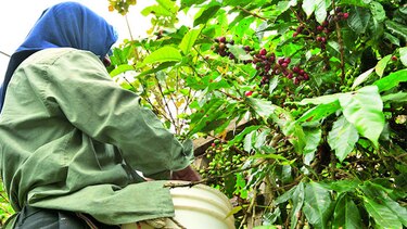 Cosecha de café aumenta 25%