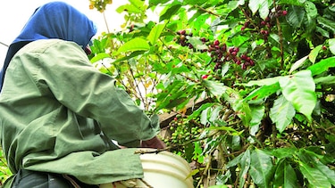 Cosecha de café aumenta 25%