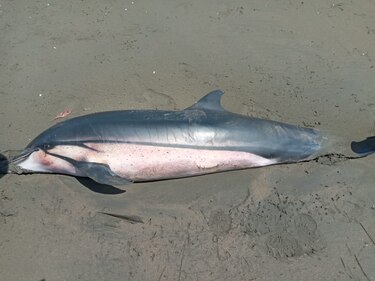 Encuentran un delfín muerto en playa de la isla Cañas