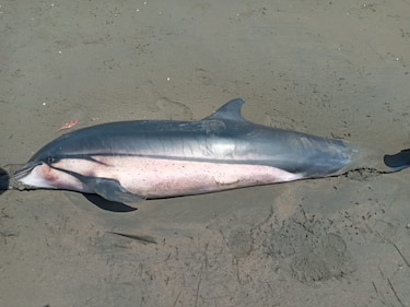 Encuentran un delfín muerto en playa de la isla Cañas