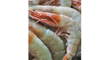Ecuador prevé retomar envío de camarones al mercado chino