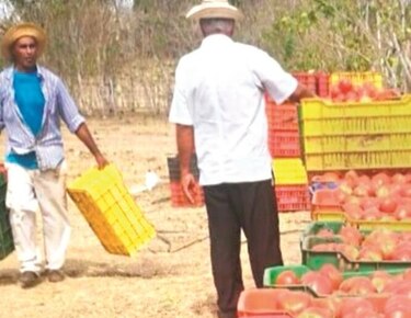 Productores requieren semillas más resistentes