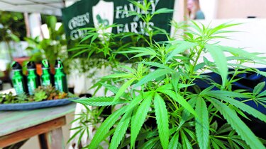 El negocio del cannabis medicinal