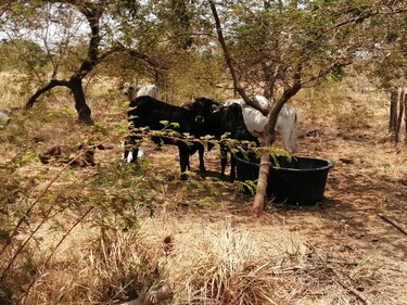En Azuero reportan una disminución en el precio del ganado