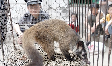 China prohíbe consumo de especies salvajes