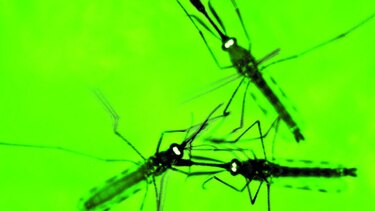 Parásitos atraen a mosquitos