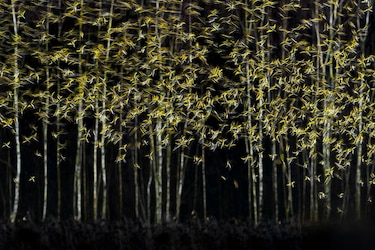 Las potentes y conmovedoras imágenes ganadoras del concurso Fotógrafo de Vida Silvestre del Año 2026