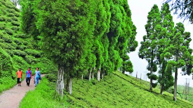 Cae producción de té negro
