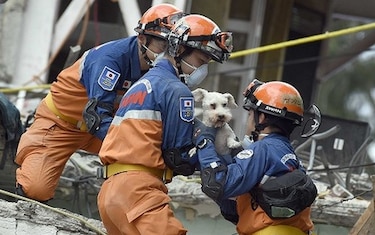 Un perro es rescatado por el equipo japonés de auxilio para desastres