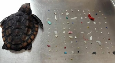 Tortugas comen  plástico en vez de con algas y mueren por desnutrición