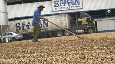 Café podría subir de precio
