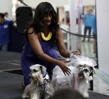 Mascotas protagonizan un desfile de modas