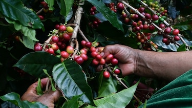 Panamá promociona el café geisha en feria de turismo de Madrid a través de La Cosecha