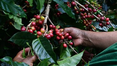 Buenas noticias para los amantes del café
