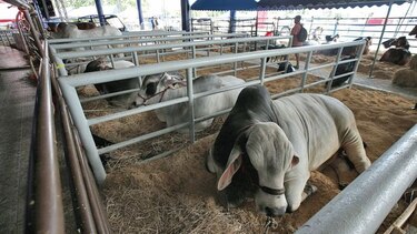 Feria ganadera se muda a la Arena Roberto Durán