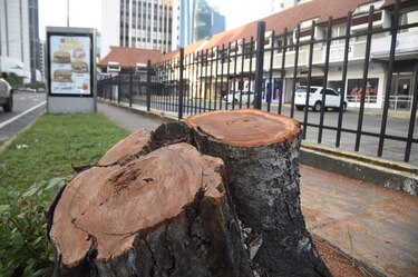 Las contradicciones de la Alcaldía de Panamá frente a la tala de árboles en Marbella