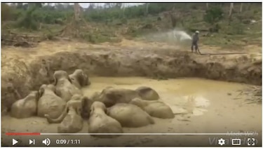 Video: Rescatan del fango a 11 elefantes salvajes en Camboya