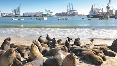 Lobos marinos, un dolor de cabeza para los pescadores chilenos