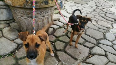 Recogerán firmas para solicitar a la Alcaldía de San Miguelito apoyo en la esterilización de mascotas