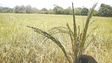 Productores esperan mejorar rendimiento