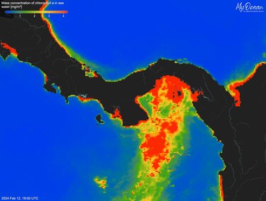Golfo de Panamá no registra afloramiento marino por primera vez en 40 años, según el STRI