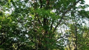La solución forestal a la Caja de Seguro Social