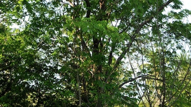 La solución forestal a la Caja de Seguro Social