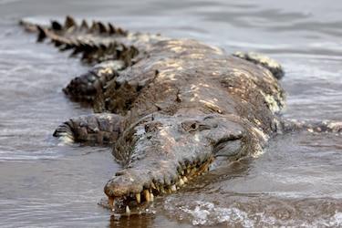 Uno de cada cinco reptiles está amenazado de extinción, según estudio