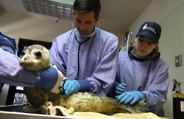 México rescata 25 ejemplares de lobo marino en peligro de extinción