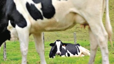 Solicitan crear programa para erradicar leucosis bovina
