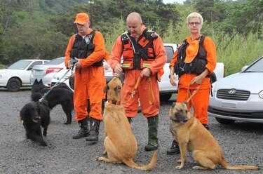 Llegan guías y perros para nueva búsqueda de restos de holandesas