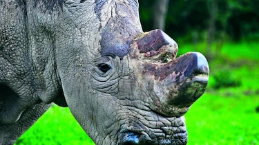 Otra especie a punto de extinguirse