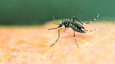 Vacuna contra Zika arroja buenos resultados