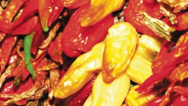 Criptomoneda financia producción hidropónica