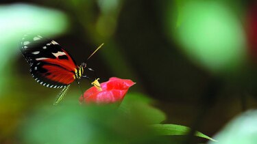 Vuelo en la montaña
