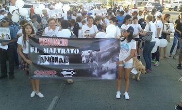 Asociaciones protectoras de animales piden un alto al envenenamiento de perros