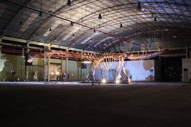 Las andanzas de los dinosaurios dejaron un legado compartido entre Patagonia y Australia