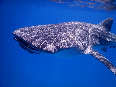 Prohibido el comercio mundial de manta raya, tiburón ballena y tiburón oceánico