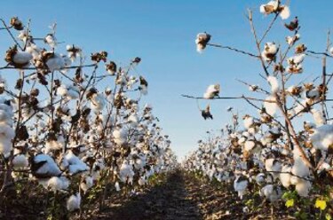 Aumentará cultivo de transgénicos en Brasil