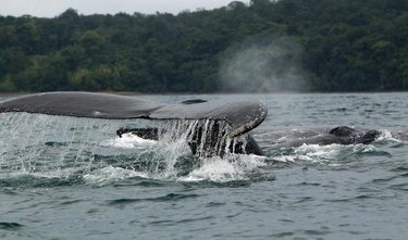 Mueren 39 ballenas varadas en Nueva Zelanda