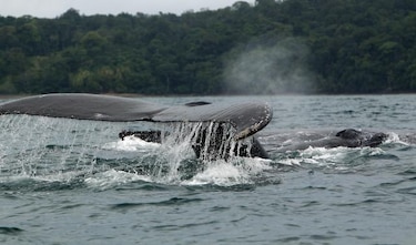 Mueren 39 ballenas varadas en Nueva Zelanda