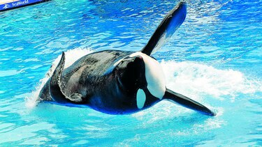 Dan fin a ‘show’ de ballenas