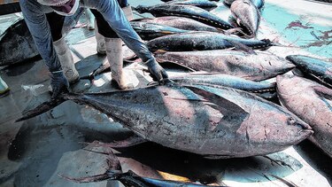 Pesca ilegal, en la mira