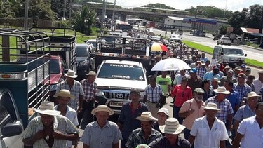 Productores exigen a la administración Varela que cesen las importaciones
