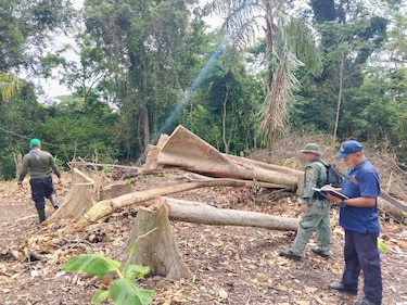 Detectan tala ilegal de 36 árboles en el Parque Nacional San Lorenzo; aprehenden a dos personas