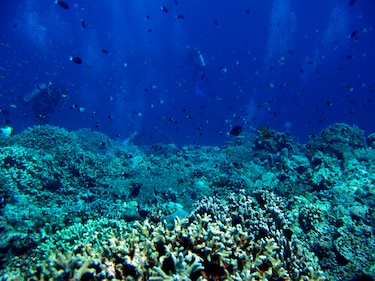 El 96% de los arrecifes de coral afronta un riesgo crítico de colapso en 50 años