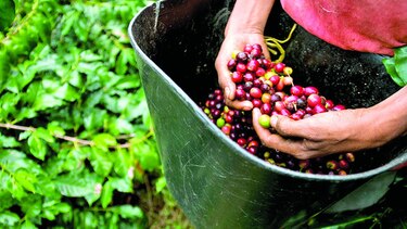 Producción de café será récord