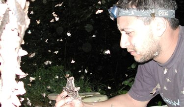 Científicos franceses investigarán las mariposas en Panamá
